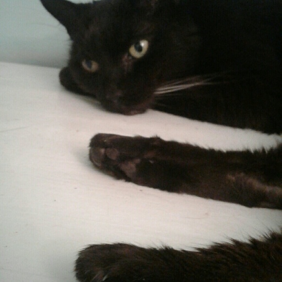 Meet your Posher, Molly - Picture 6 of 8